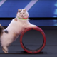 Illustration for article titled Im Inspired By These Incredibly Agile Circus-Performing Catsem/em